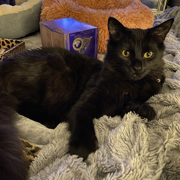 Meet your Posher, Kate - Picture 9 of 11